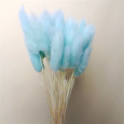 Jual Bunny Tails Flower Light Tosca Lagurus Dried Flower Import