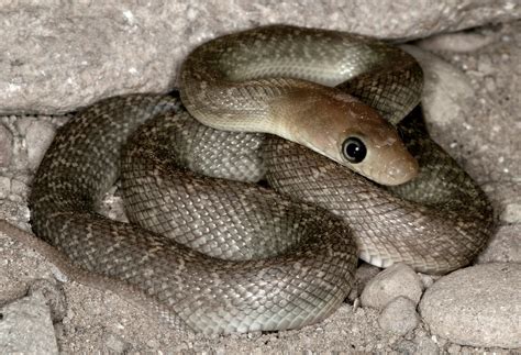 Baja California Rat Snake Bogertophis Rosaliae Baja Sur Cowyeow