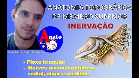 Anatomia Topográfica do Membro Superior Inervação YouTube