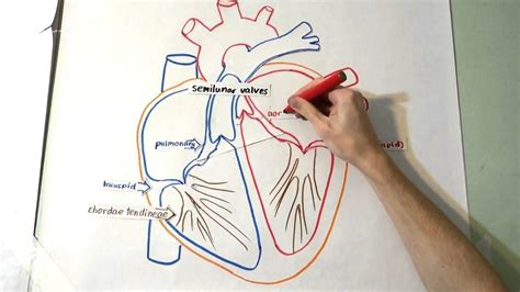 Heart Diagram And Major Structure Heart Diagram Svg File Hum