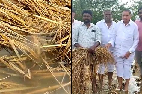 Cyclone Mandous Aftermath One Dead Over 5000 Hectares Crop Damaged In