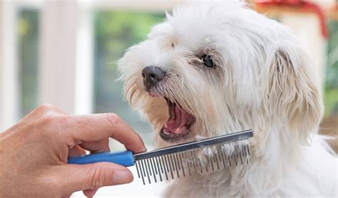 How to Groom a Dog: The Largest Free Course for Beginners (All-in-One)