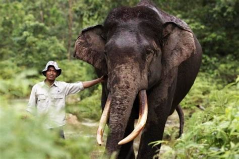 7 Fakta Menakjubkan Tentang Gajah Yang Masih Banyak Orang Gak Tahu