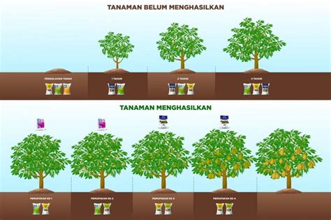 Tips Lengkap Pemupukan Berimbang Durian Agar Cepat Berbuah DGW