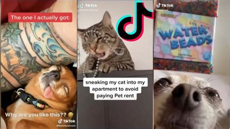 Funniest Cats Being Cats And Dogs Tik Tok Videos 2020 Cats Dog Cat