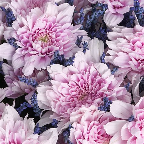 Букет розовых хризантем с лавандой - купить с доставкой в Омске - Лаванда