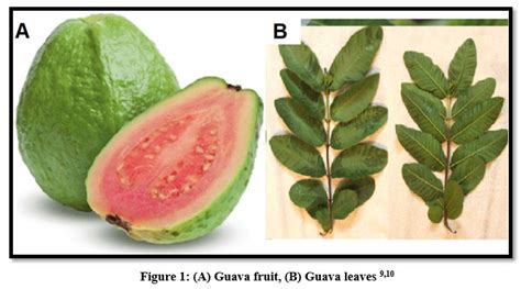 Psidium Guajava A Review On Its Pharmacological And Phytochemical