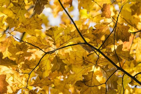 Autumn Fall Scene Beauty Nature Scene Trees And Leaves Stock Photo