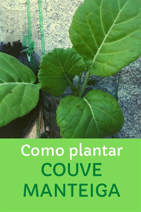 Como Plantar Couve Em Garrafa Pet Artofit