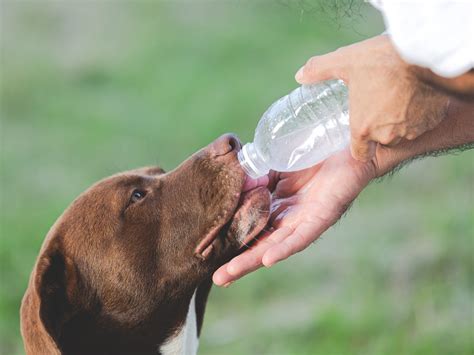 Saiba Como Proteger O Seu Pet No Calor