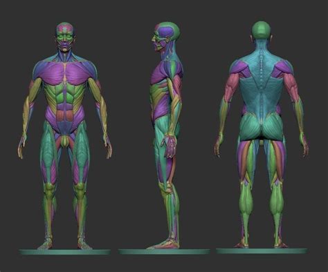 Human Anatomy For 3d Modelling