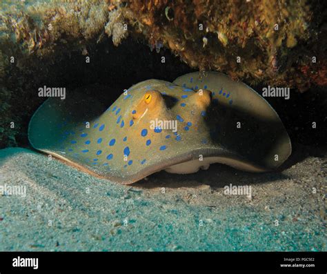 Blue Spotted Stingray Or Bluespotted Ribbontail Ray Taeniura Lymma On