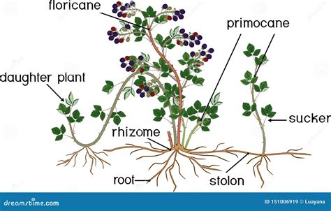 Parts Of Plant Morphology Of Blackberry Shrub With Berries Green