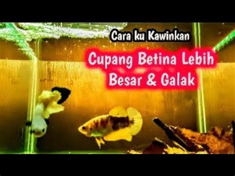 Mengawinkan Ikan Cupang Betina Lebih Besar Dari Cupang Jantan Apa Bisa