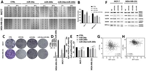 Mir 34a And Mir200c Additionally Suppress Breast Cancer Cell Migration Download Scientific