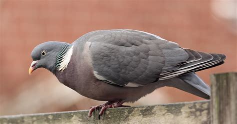 Wood Pigeon The Common Wood Pigeon Columba Palumbus Is A Flickr