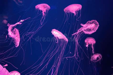 Group Of Glow Jellyfish Chrysaora Plocamia In Blue Water Diving