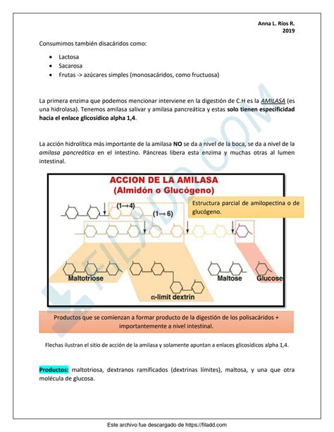 SOLUTION Apuntes Carbohidratos Y Lipidos Studypool