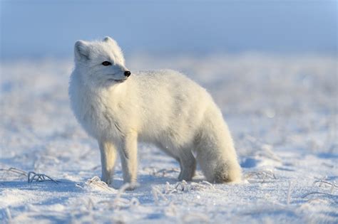 Raposa Do Rtico Vulpes Lagopus Na Tundra Wilde Raposa Do Rtico Em