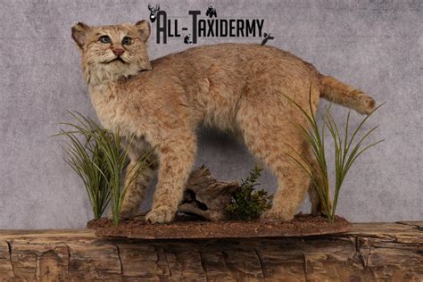 Bobcat Taxidermy Mount Sku 2441 All Taxidermy