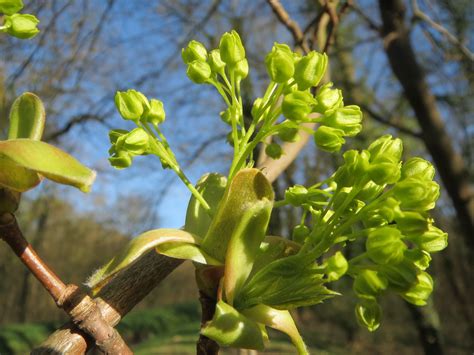 Kostenlose foto Baum Natur Ast blühen Frucht Blatt Blume