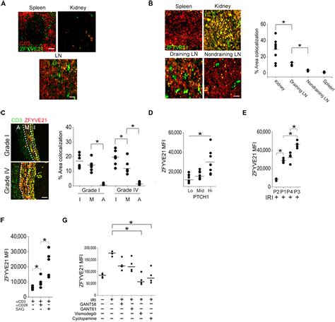 Hedgehog Induced Zfyve Promotes Chronic Vascular Inflammation By