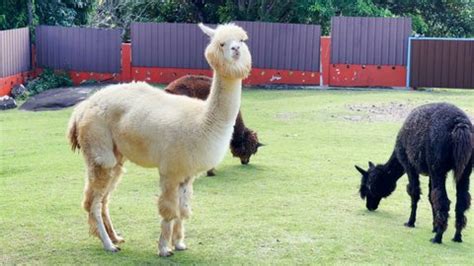 Beautiful White Black Alpaca On Farm Stock Footage Video (100% Royalty-free) 1082705476 ...