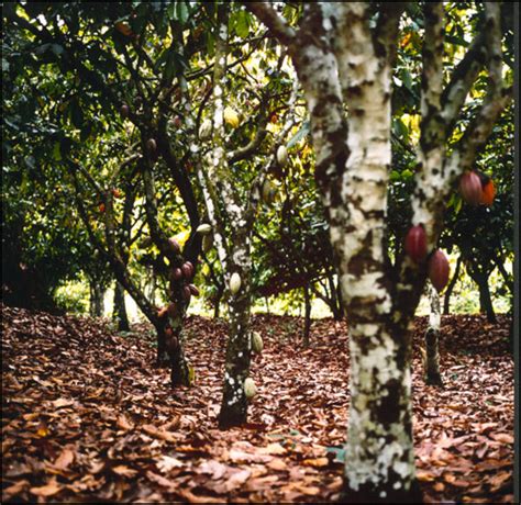 Cocoa Plantation Ivory Coast - Commodity Imports Australia - Source Trader of Food Ingredients