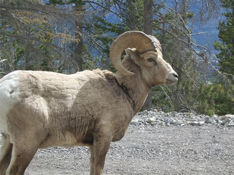 File:Bighorn sheep cu.JPG - Wikipedia