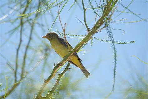 Mojave Desert id - Help Me Identify a North American Bird - Whatbird ...