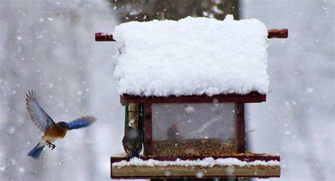 How To Attract Birds To A Feeder In Winter The Ultimate Backyard Guide