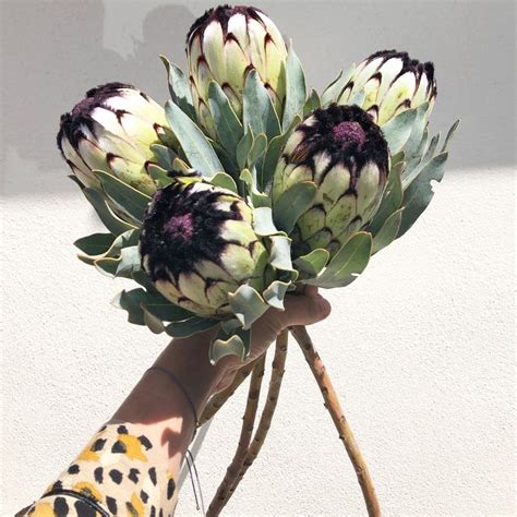 Protea | Protea flower, Contemporary flower arrangements, Flower ...