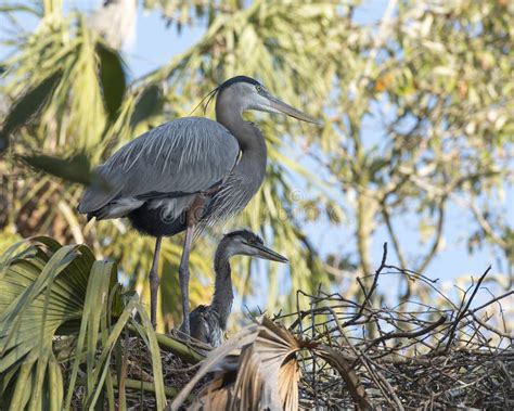 Blue Heron Bird Photo Bleu Heron Baby Close Up Profile View On The