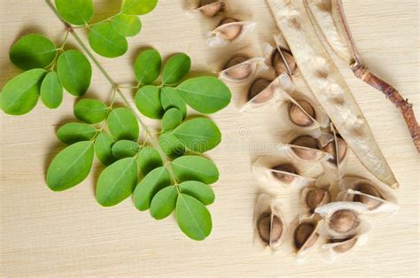 Moringa Leaf And Seed On Wooden Board Background Stock Image Image Of Antiseptic Oleifera