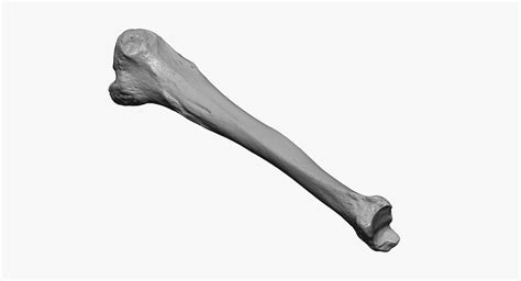 3D human tibia bone 01 - TurboSquid 1550988