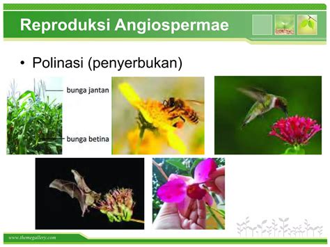 Sistem Reproduksi Tumbuhan Ppt