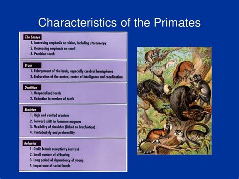 PPT - Characteristics of the Primates PowerPoint Presentation, free ...