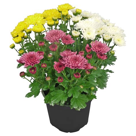 GARDENLINE Chrysanthemen Trio T13 von ALDI SÜD für 1 05 ansehen