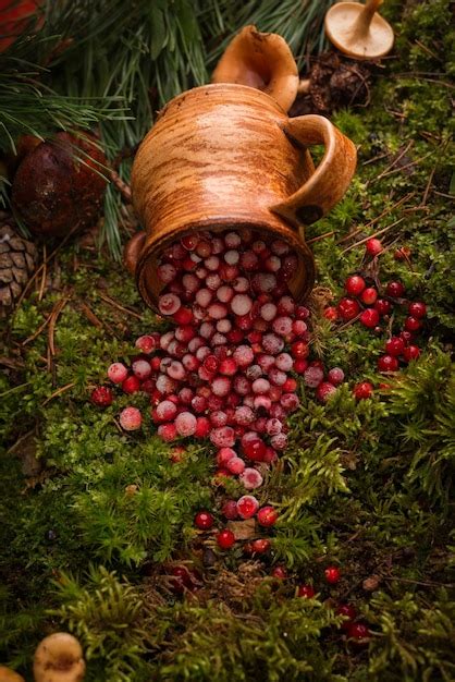 Premium Photo Red Berries Of Ripe Cranberries In A Clay Pot On A Moss