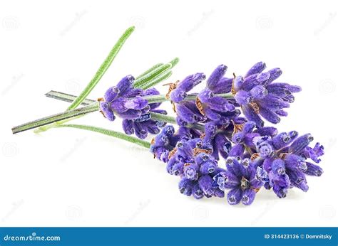 Lavender Flowers And Leaves Isolated On White Background Alternative