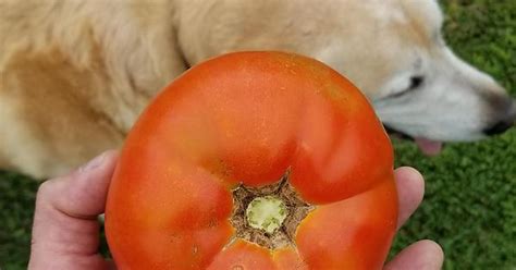 My First Tomato Labrador Retriever For Scale Imgur