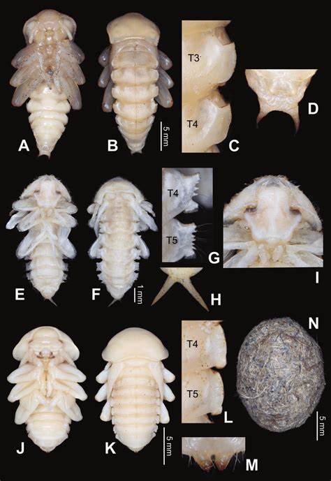 Pictures Of Pupae And Pupal Cocoon Of Investigated Species Ventral A