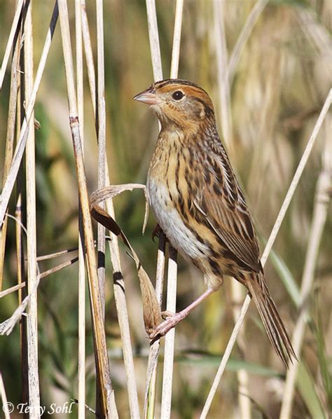 LeConte S Sparrow South Dakota Birds And Birding