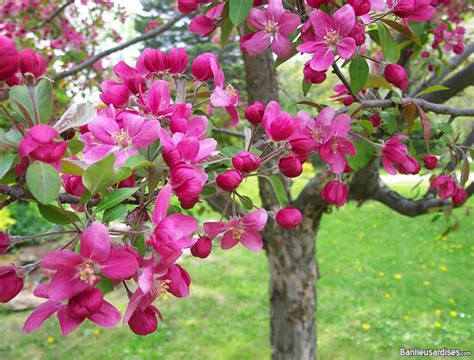 Pommier Rosemère Québec Apple tree Rosemere Flowers