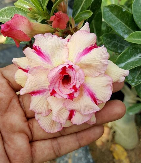 Adenium Plant buy now at reasonable prices at seedsnpots.com