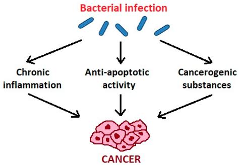 Microorganisms Free Full Text Role Of Oral Microbiota In Cancer