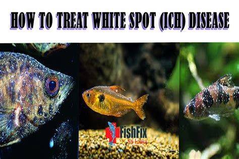 How To Treat White Spot Ich Disease In Aquarium Fish