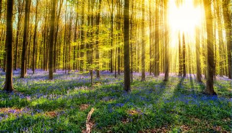 10 Hutan Paling Indah Di Dunia Indonesia Gak Kalah Keren