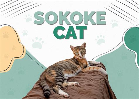 Sokoke Cat Breed Info: Pictures, Temperament & Traits | Hepper