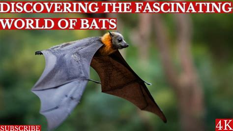 Discovering The Fascinating World Of Batsa Video Exploration Of Earths Only Flying Mammals